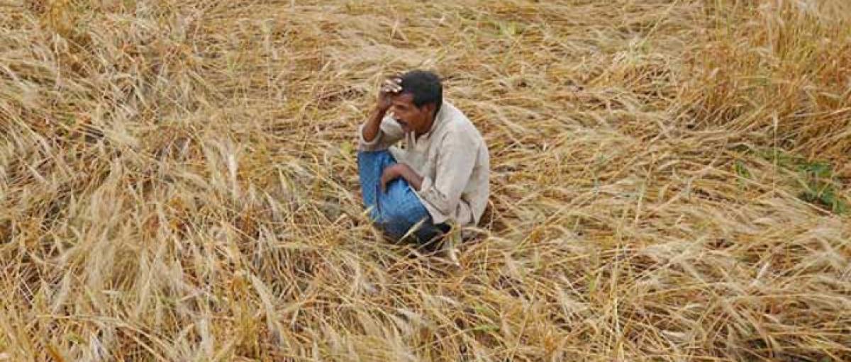 Truant rains drive Palnadu farmers into debts